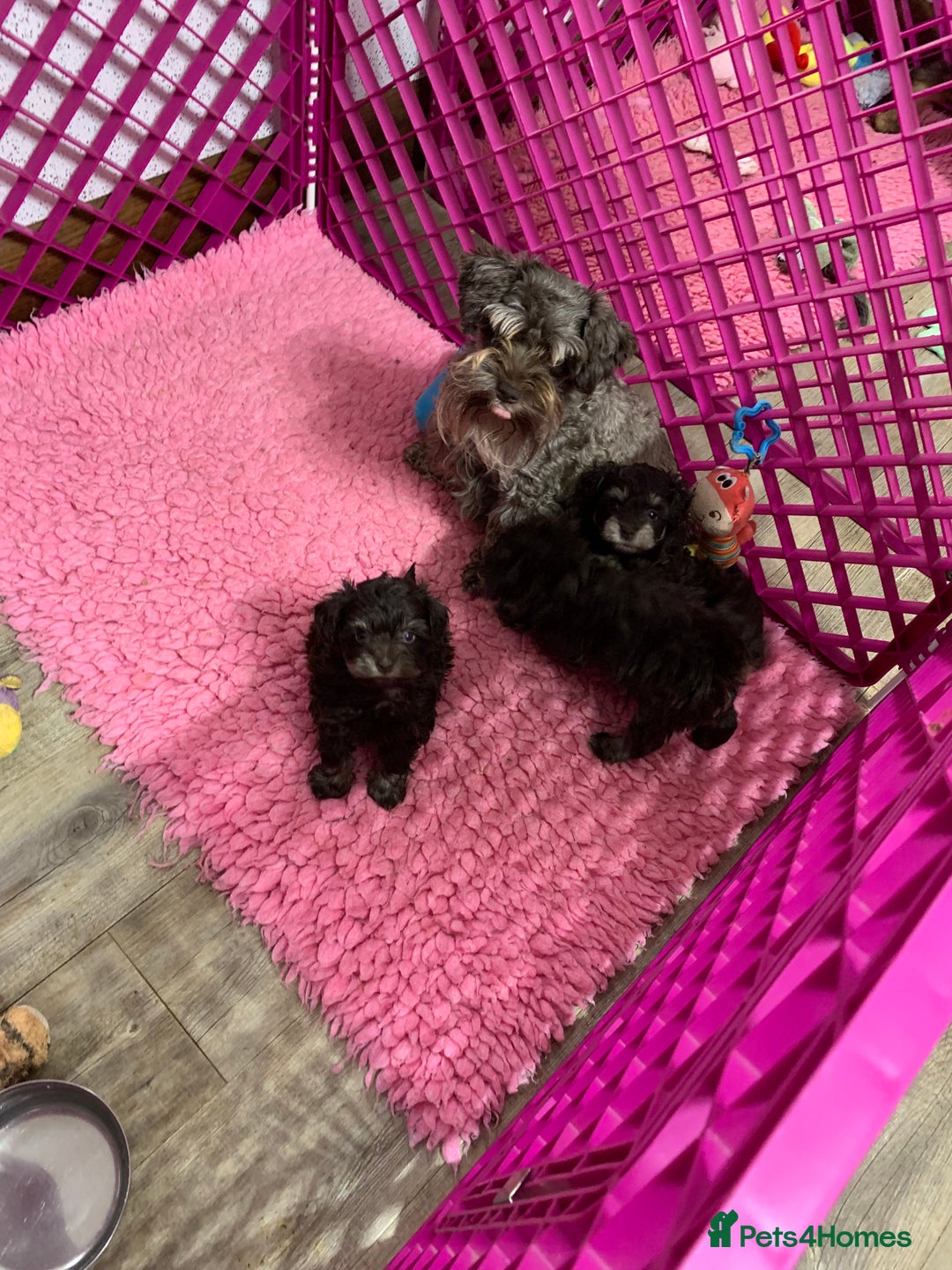 Miniature Schnauzer dogs for sale: 5* Licensed KC Toy Chocolate Schnauzers - Image 4