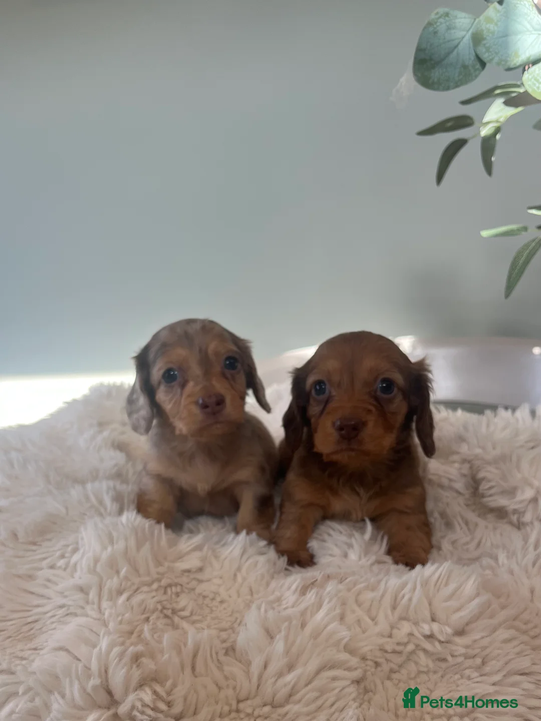 Miniature Dachshund dogs for sale: Mini long haired dachshund pups - Advert 17