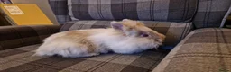 Lionhead rabbits for sale: Friendly, cute, fluffy lionhead bunnies- m and f - Advert 11