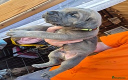 Cane Corso dogs for sale: Cane Corso (Rare Full Formentino Litter) - Image 11