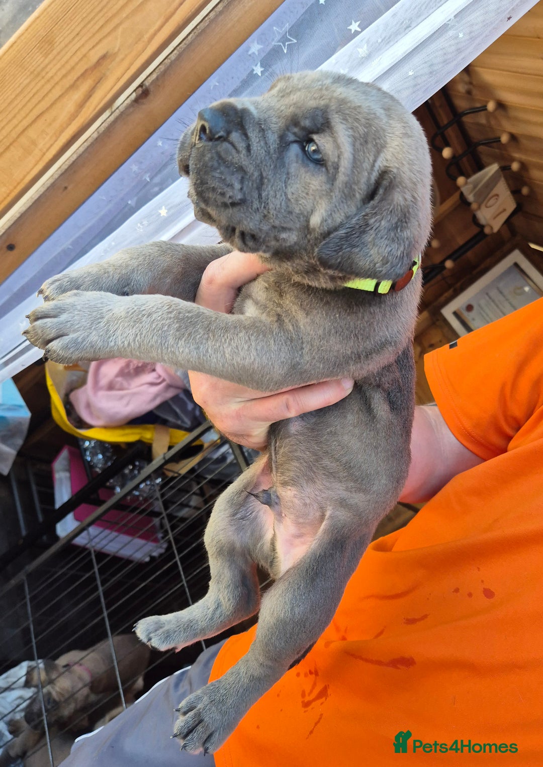 Cane Corso dogs for sale: Cane Corso (Rare Full Formentino Litter) - Image 11