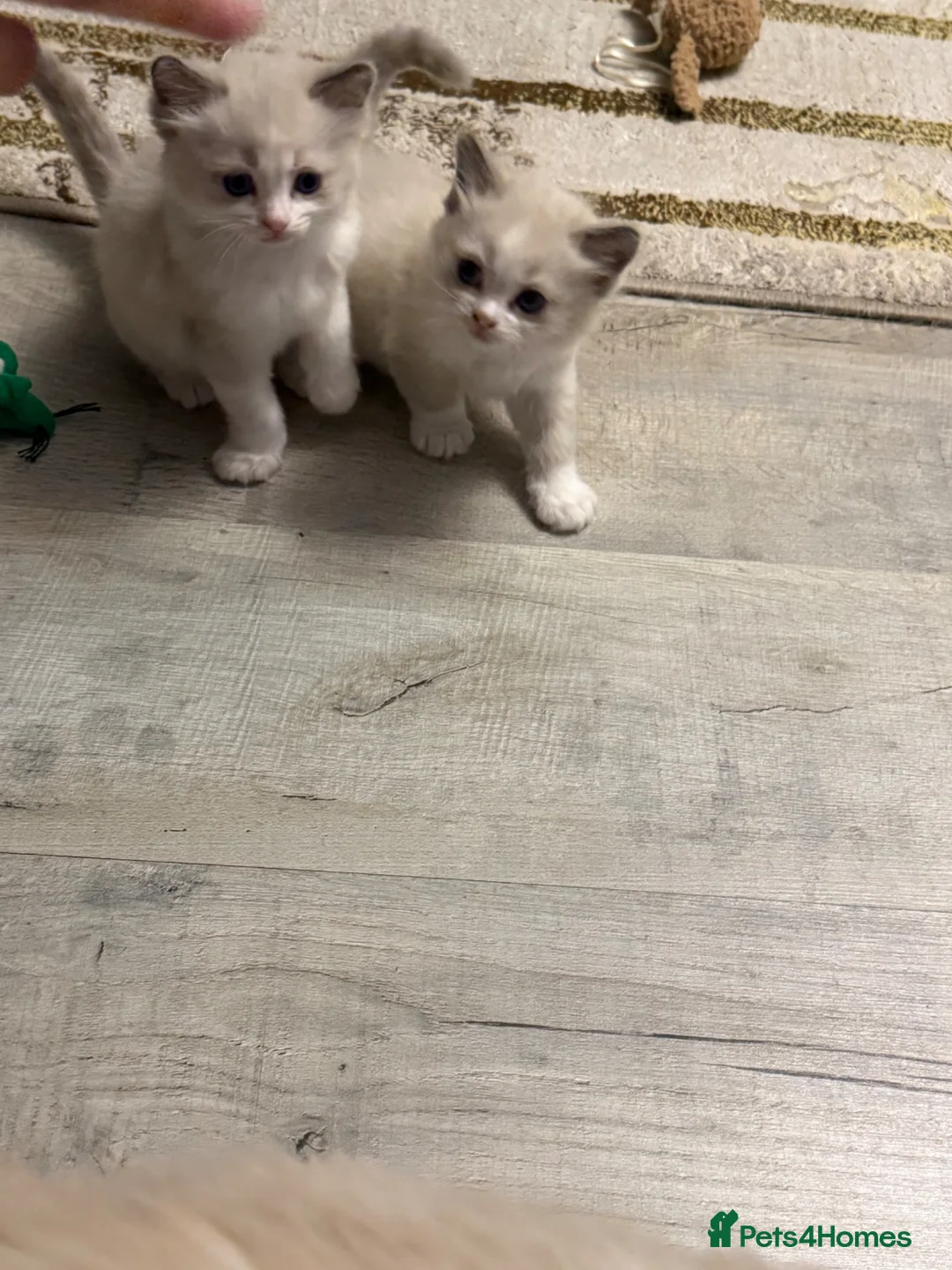 Ragdoll cats for sale: Beautiful kittens oure Ragdoll - Advert 2