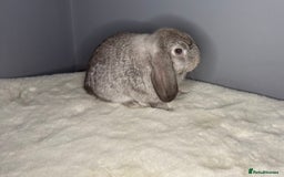 Mini Lop rabbits for sale: Mini lop - Image 6