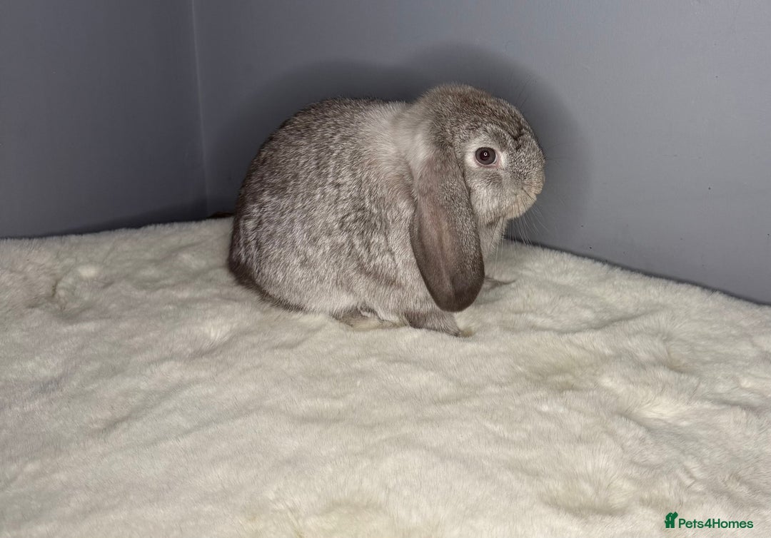 Mini Lop rabbits for sale: Mini lop - Image 6