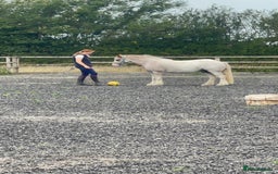 Irish Cob horses for sale: Unbacked 5 year old Gelding  - Image 7