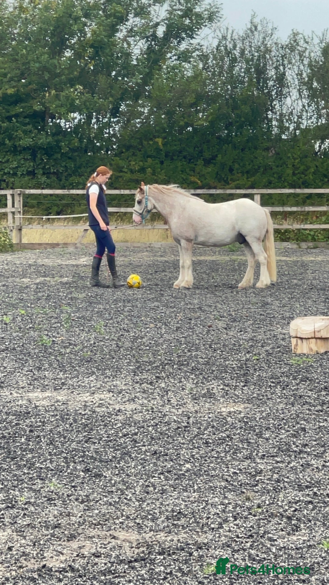 Irish Cob horses for sale: Unbacked 5 year old Gelding  - Image 7