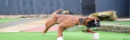 Boxer dogs for stud: Fully Health tested euro / kc reg Boxsanuk Gelso  in Newcastle upon Tyne - Advert 11