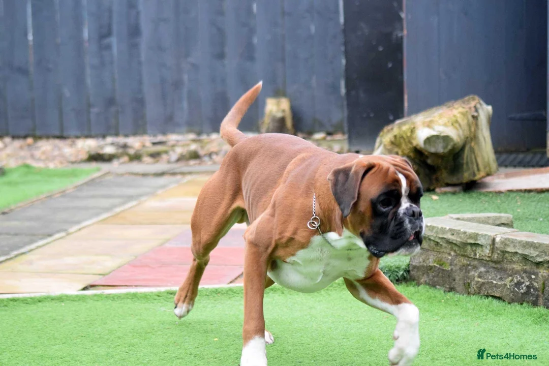 Boxer dogs for stud: Fully Health tested euro / kc reg Boxsanuk Gelso  in Newcastle upon Tyne - Advert 11