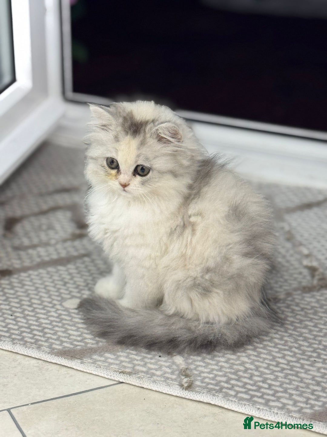 Persian cats for sale: Lovely Persian cats  - Image 7