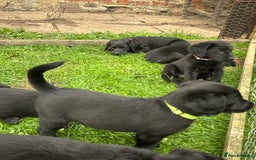 Labradoodle dogs for sale: Ready to go! Fantastic F1 Labradoodles (black) - Image 31