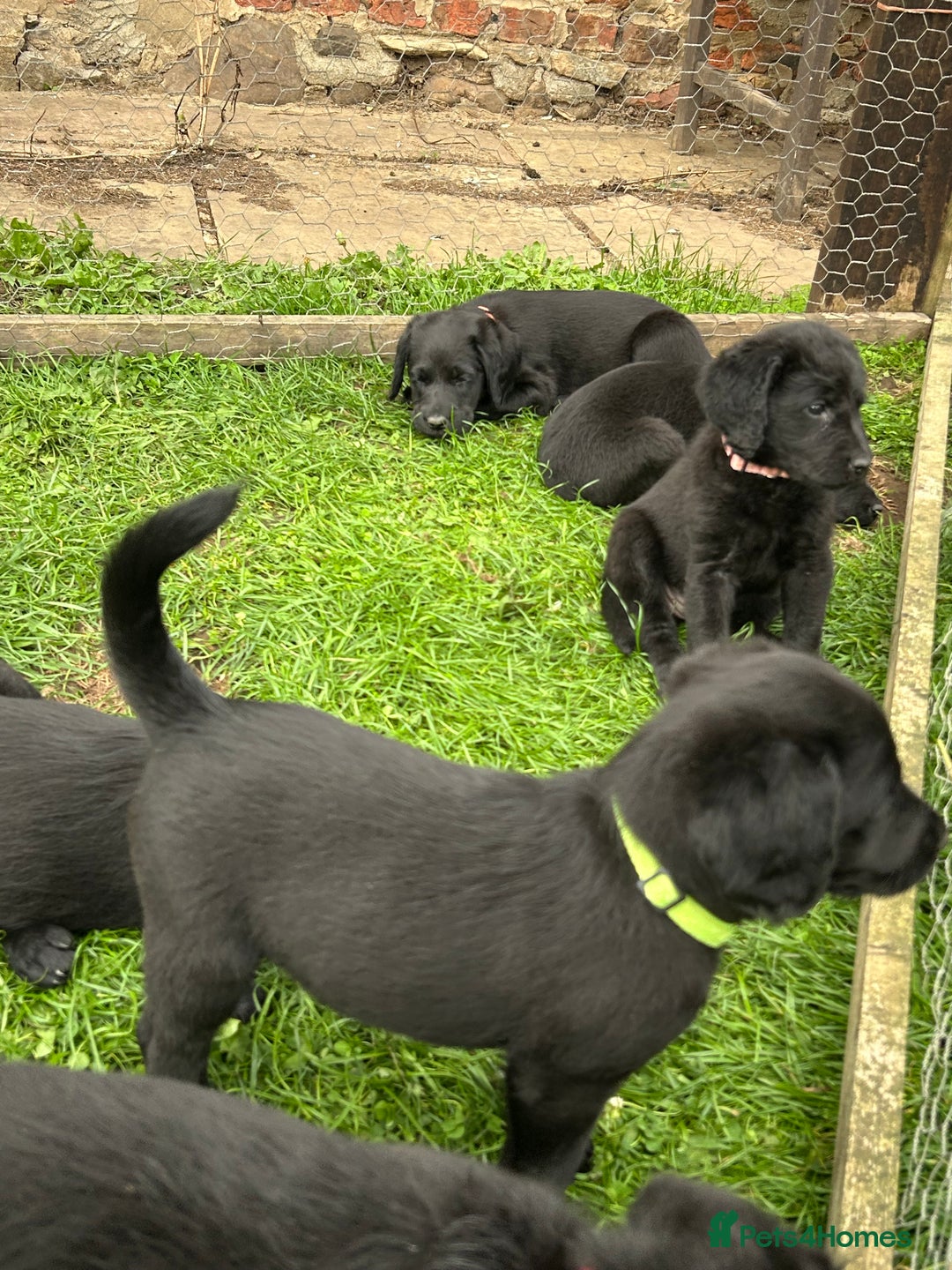 Labradoodle dogs for sale: Ready to go! Fantastic F1 Labradoodles (black) - Image 31