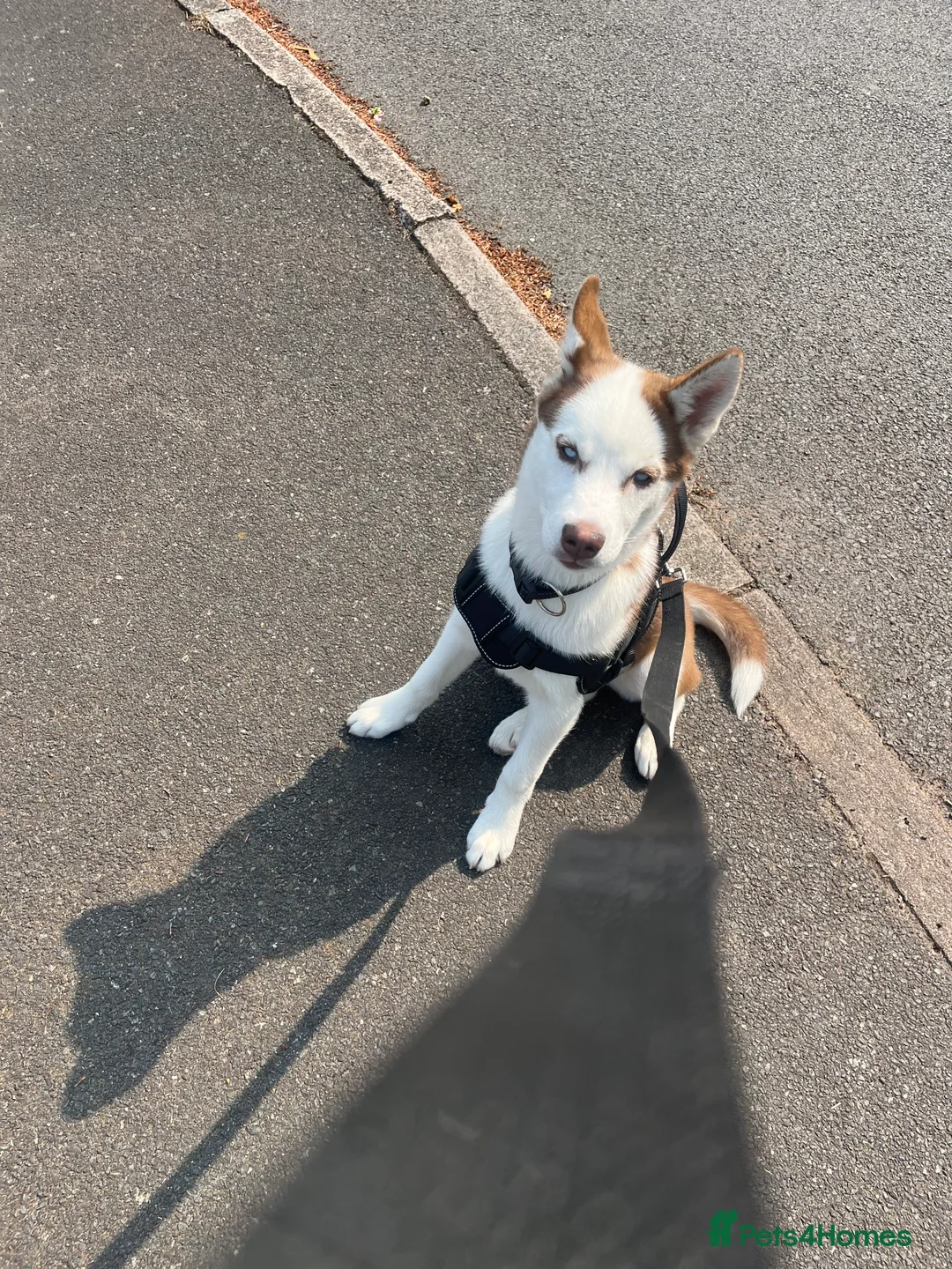 Siberian Husky dogs for sale: Luna 1 years old Siberian Husky  - Advert 3