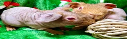 Guinea Pig rodents for sale: Superb Friendly pair of Skinny Pig Boys - Advert 2