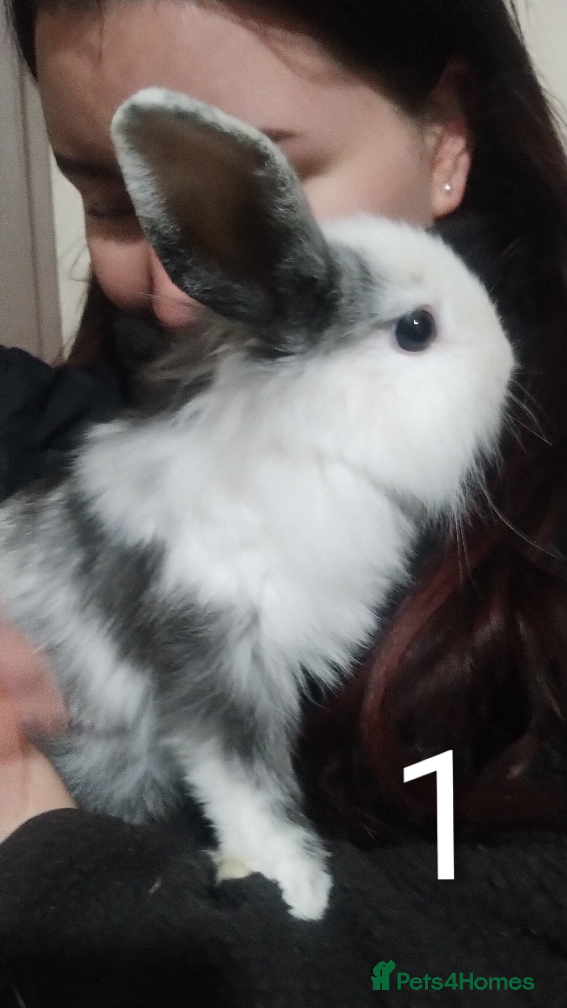 Lionhead rabbits 4 Female Lionhead available NOW - Advert 2