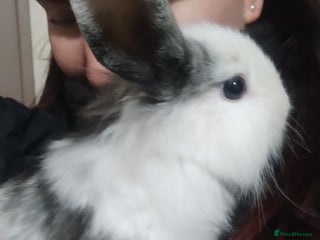 Lionhead rabbits 4 Female Lionhead available NOW - Advert 13