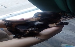 Mixed Breed dogs for sale: Pups for sale  - Image 3