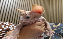 Sphynx cats for sale: Two beautiful little lions  - Advert 6