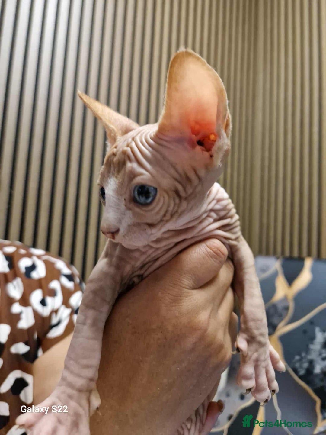 Sphynx cats for sale: Two beautiful little lions  - Advert 6