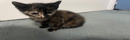 Mixed Breed cats for sale: Kitten  - Advert 2