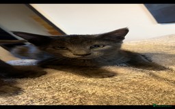 Oriental cats for sale: 5 STUNNING RAGAMESE KITTENS - Image 22
