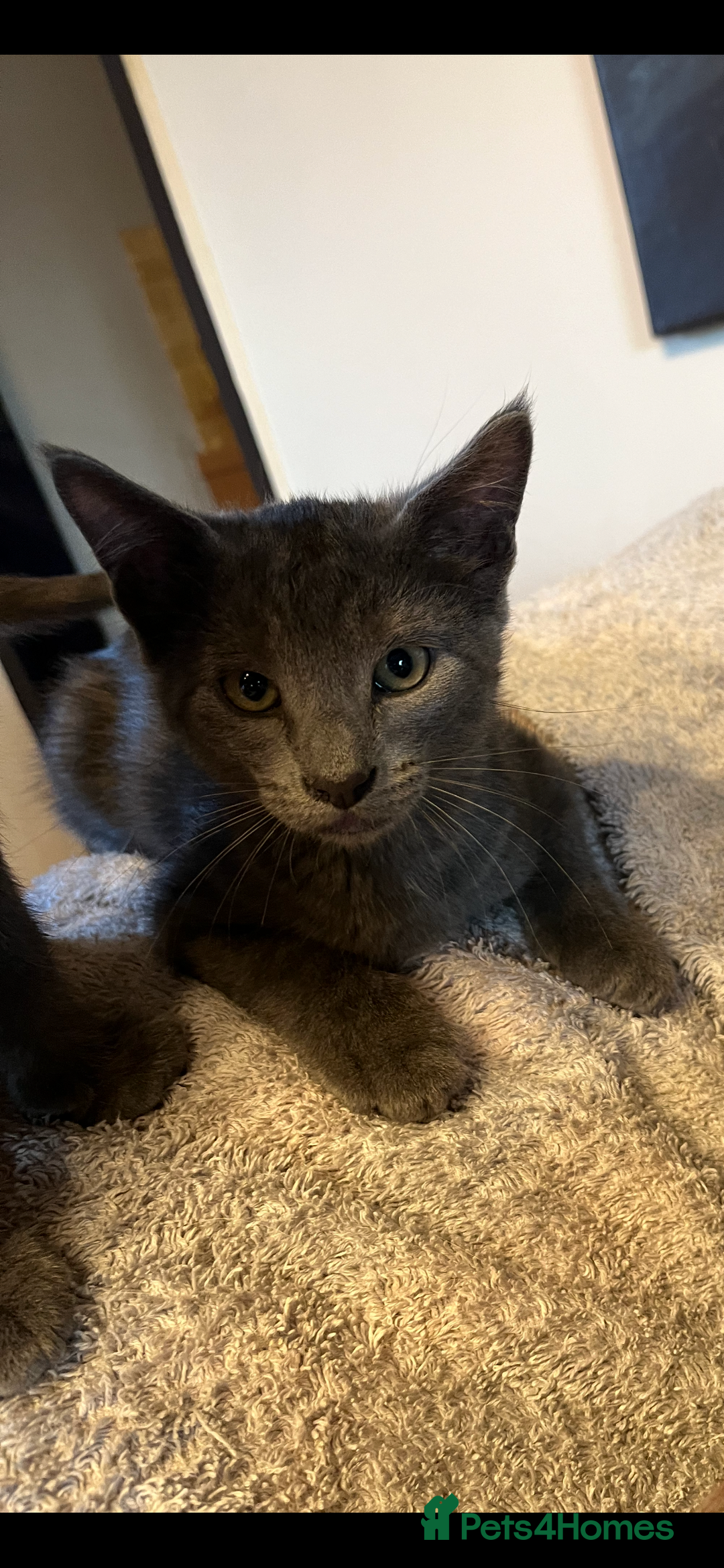Oriental cats for sale: 5 STUNNING RAGAMESE KITTENS - Image 22