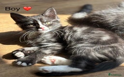 Mixed Breed cats for sale: Mainecoon Cross Kittens - Image 2