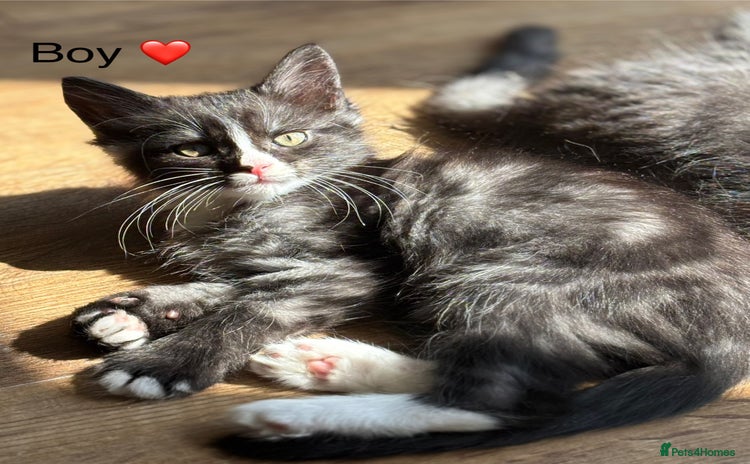 Mixed Breed cats - Advert 5