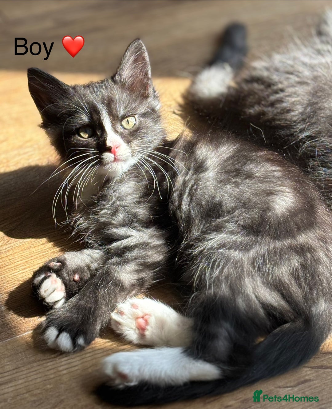 Mixed Breed cats for sale: Mainecoon Cross Kittens - Image 2