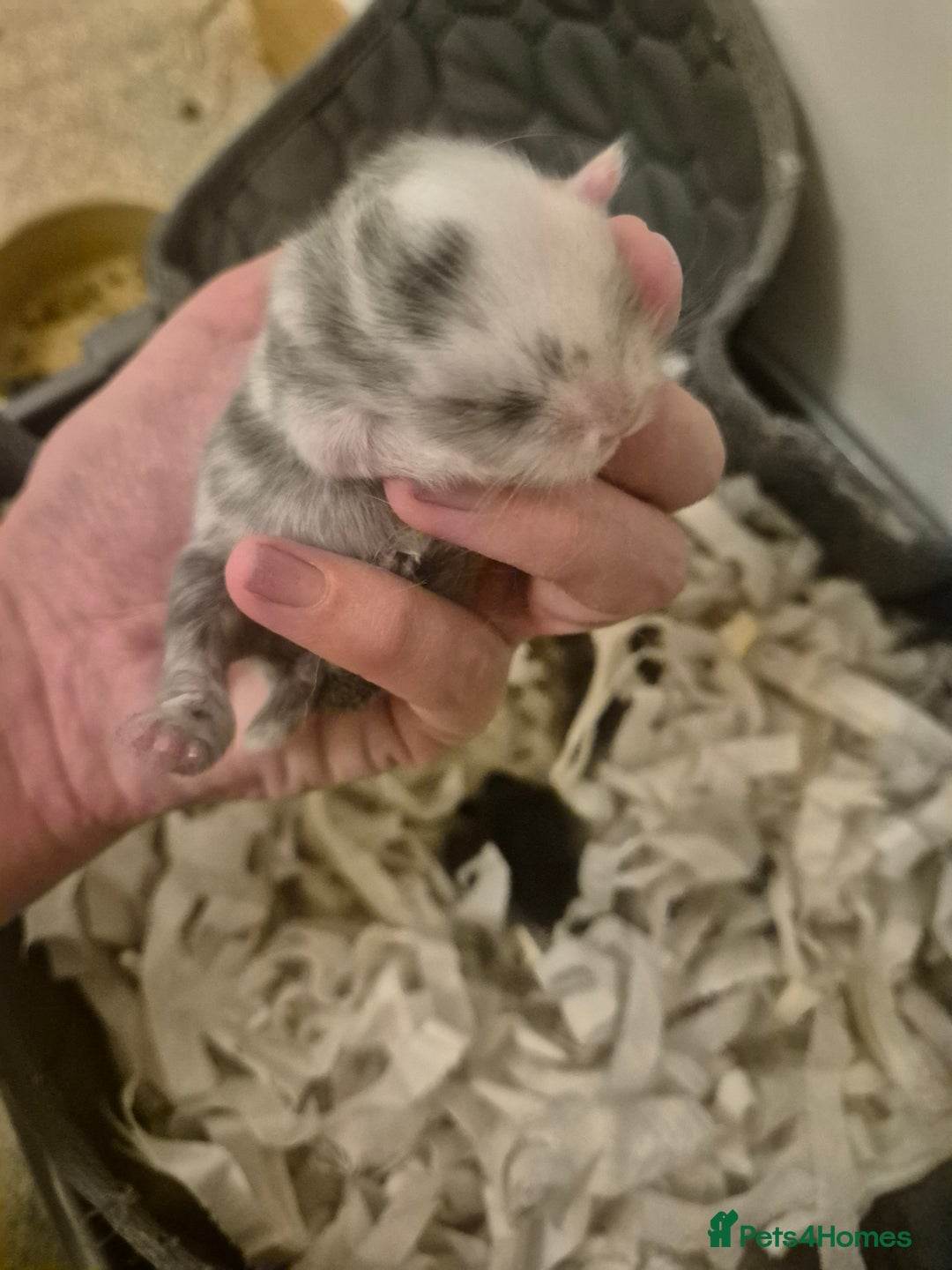 Mixed Breed rabbits for sale: Lionhead/lop rabbits - Advert 2