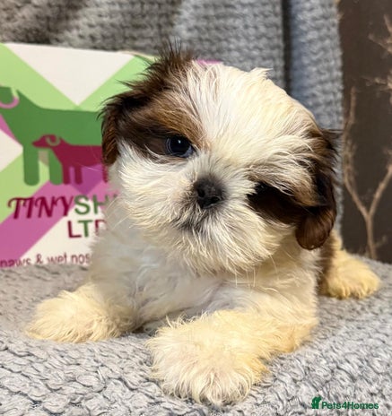 Shih Tzu dogs - Advert 5