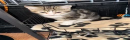 Mixed Breed cats for sale: Kittens for sale  - Advert 2