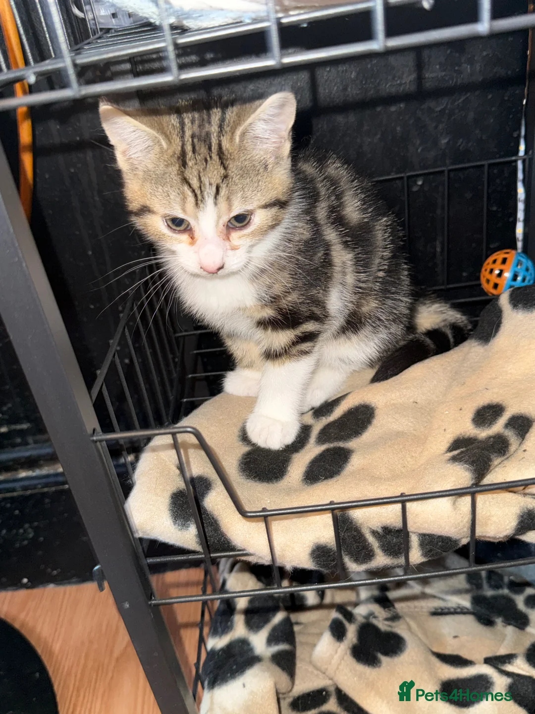 Mixed Breed cats for sale: Kittens for sale  - Advert 2