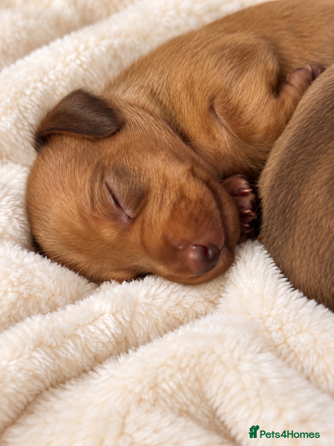Miniature Dachshund dogs 🤍exceptional KC PRA clear miniature dachshunds   - Advert 1