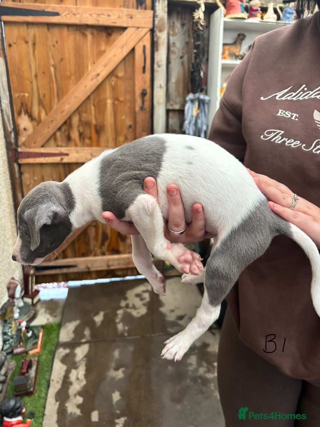 Whippet dogs for sale: Whippet pups x14 - Advert 19