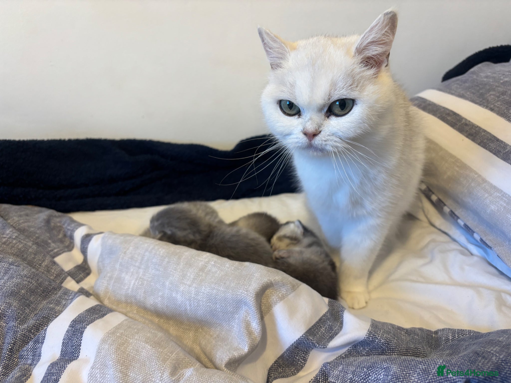 British Shorthair cats for sale: Beautiful family of stunning BSH and Blue - Advert 18