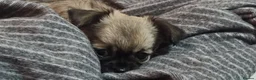 Chihuahua dogs for sale: Chihuahua puppies, Glasgow in Glasgow - Advert 6