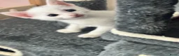 Mixed Breed cats for sale: 4 white kittens available soon  - Advert 5