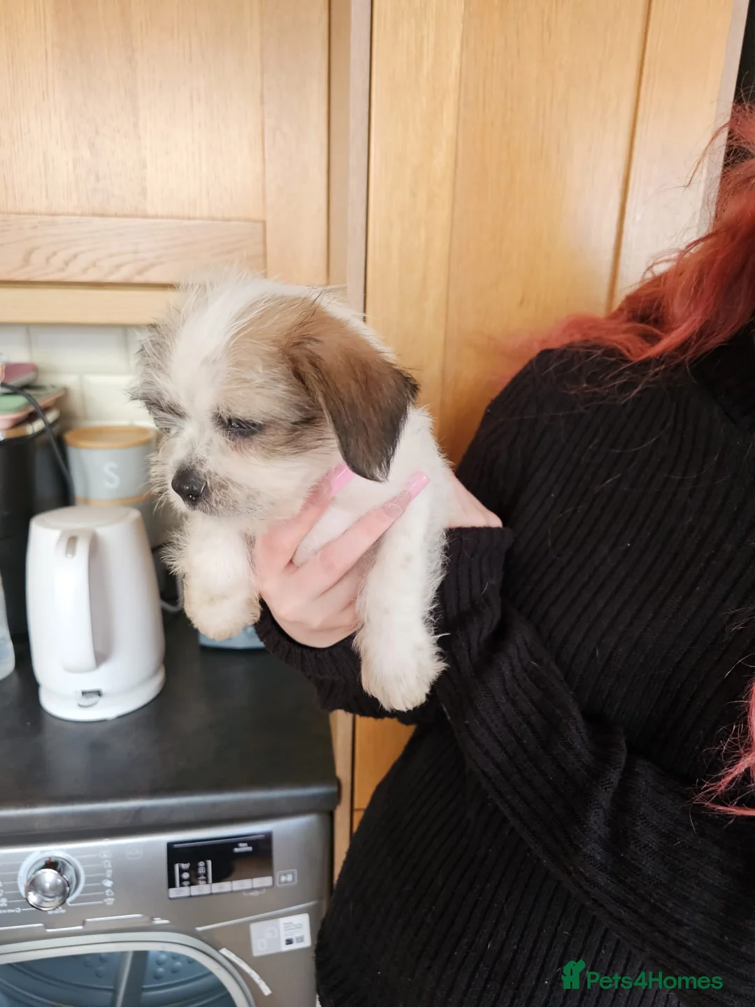 Mixed Breed dogs for sale: Shin tzu cross puppies - Advert 14