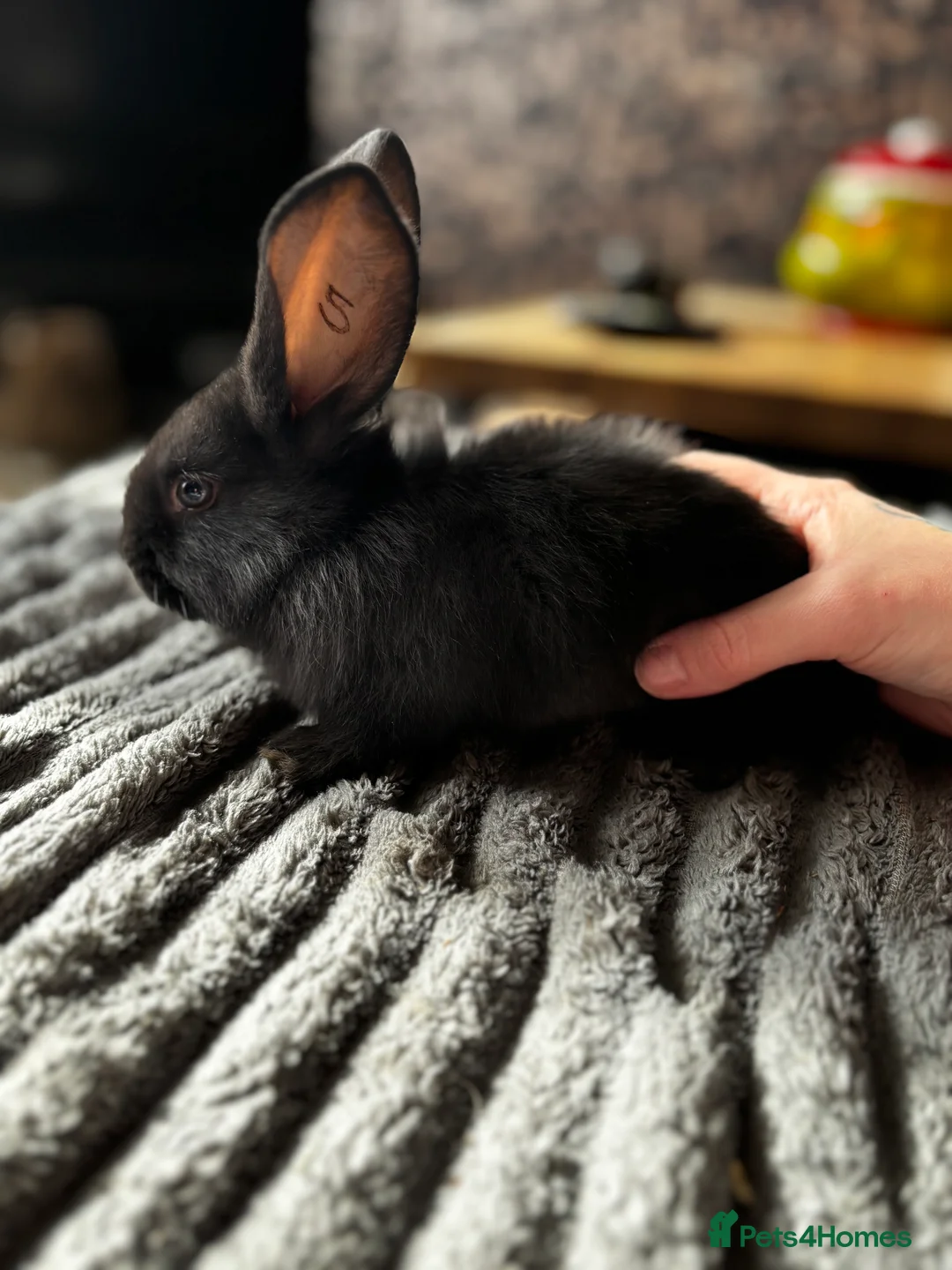 Continental Giant rabbits for sale: GERMAN GIANTS (continentals) 8 kits available  - Advert 10