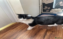 Mixed Breed cats for sale: Sweet Kittens  - Image 26