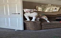 Old Tyme Bulldog dogs for sale: Rambo - Image 3