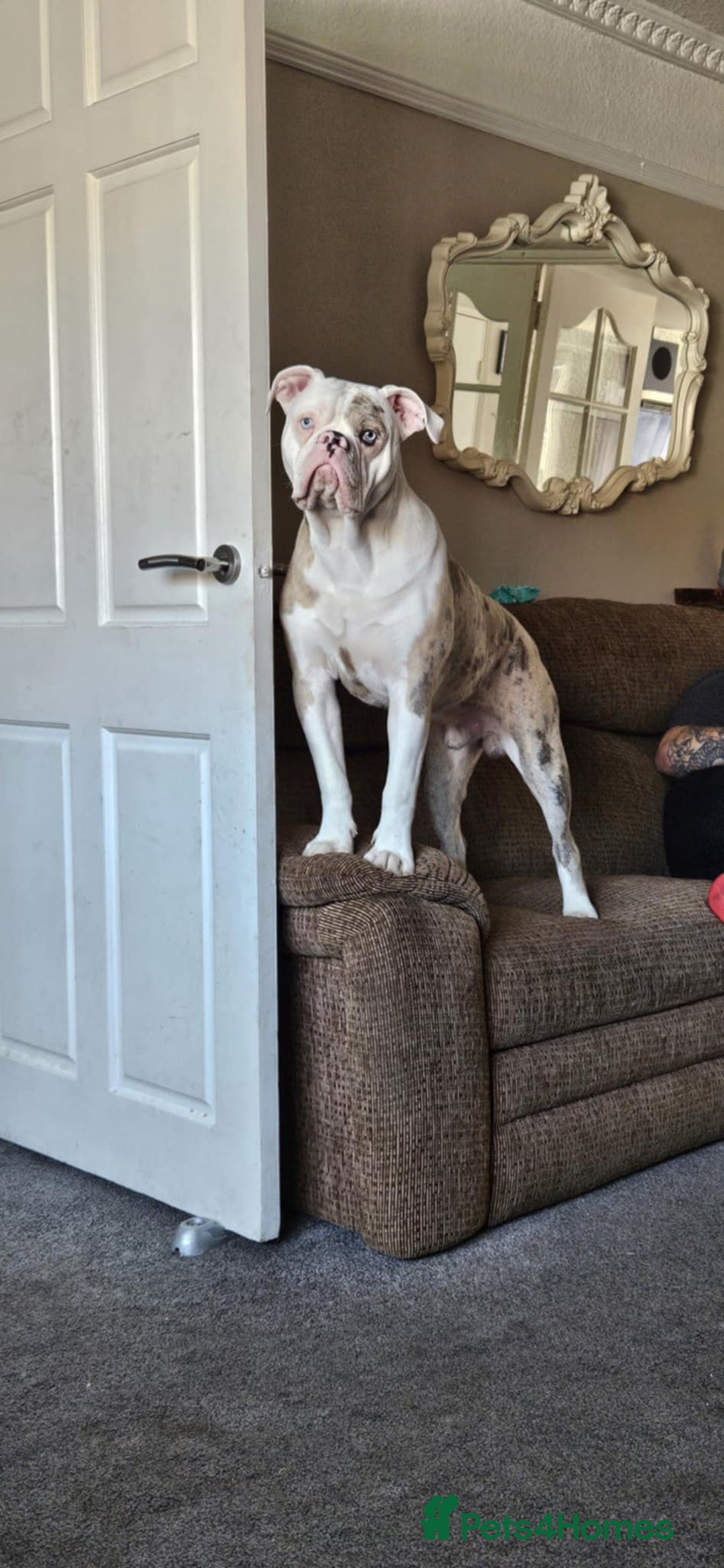 Old Tyme Bulldog dogs for sale: Rambo - Image 3