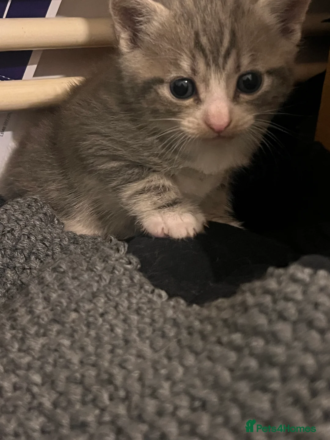 Mixed Breed cats for sale: Russian blue/ bangal - Advert 2