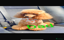 Toy Poodle dogs for sale: Stunning toy poodles  - Image 2