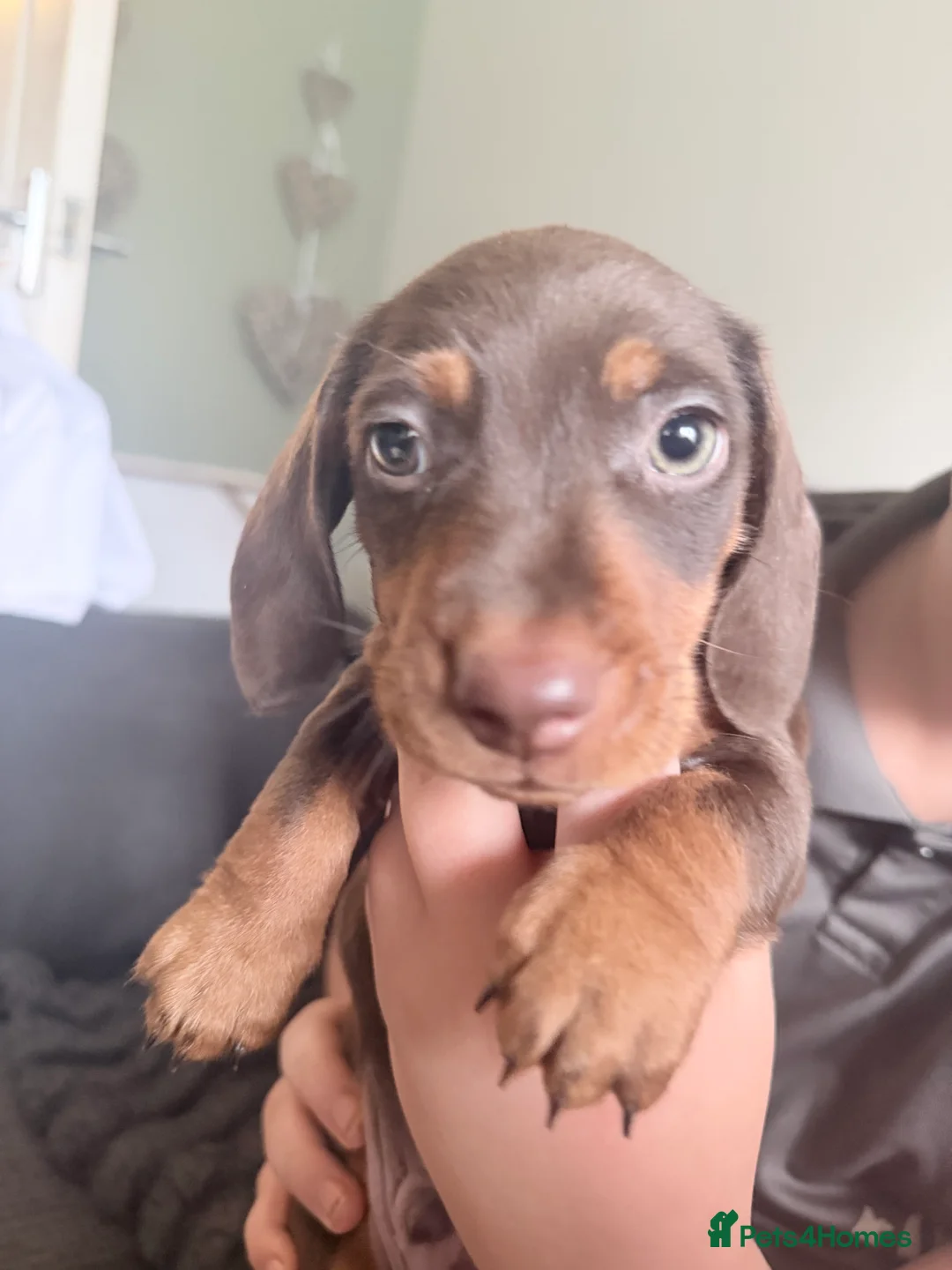 Miniature Dachshund dogs for sale: Exceptional KC Registered Miniature Dachshund Boys - Advert 8