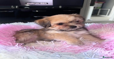 Mixed Breed dogs - Advert 11