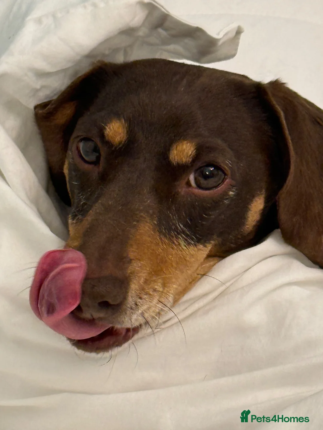 Dachshund dogs for sale: Little Daxie lady looking for special home  - Advert 2
