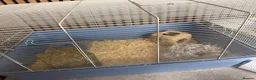 Hamster rodents for sale: Two hamsters  in Sheffield - Advert 3