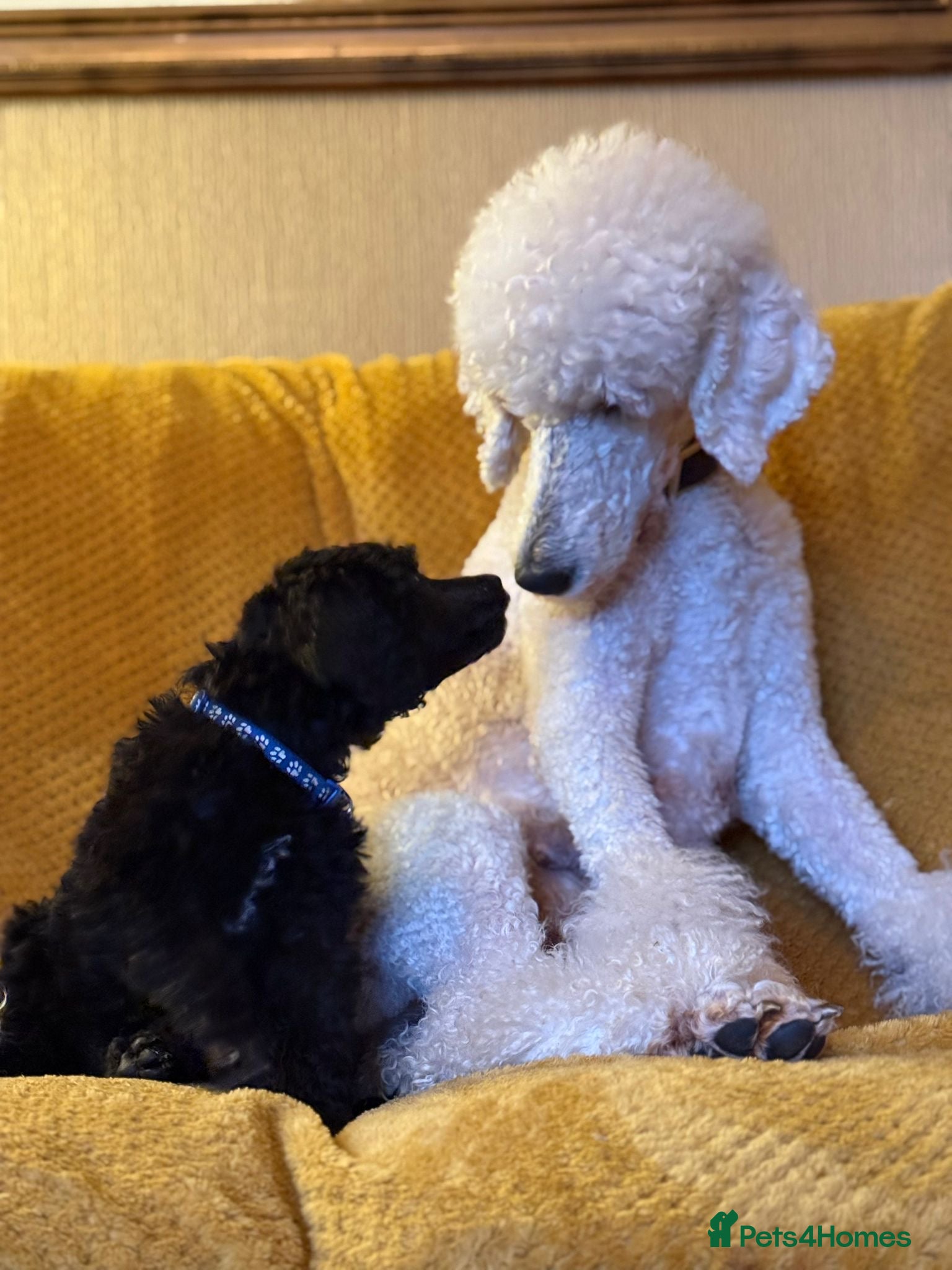 Standard Poodle dogs Silver & blue KC registered Standard Poodle Boys - Advert 16