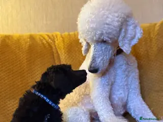 Standard Poodle dogs Silver & blue KC registered Standard Poodle Boys - Advert 16